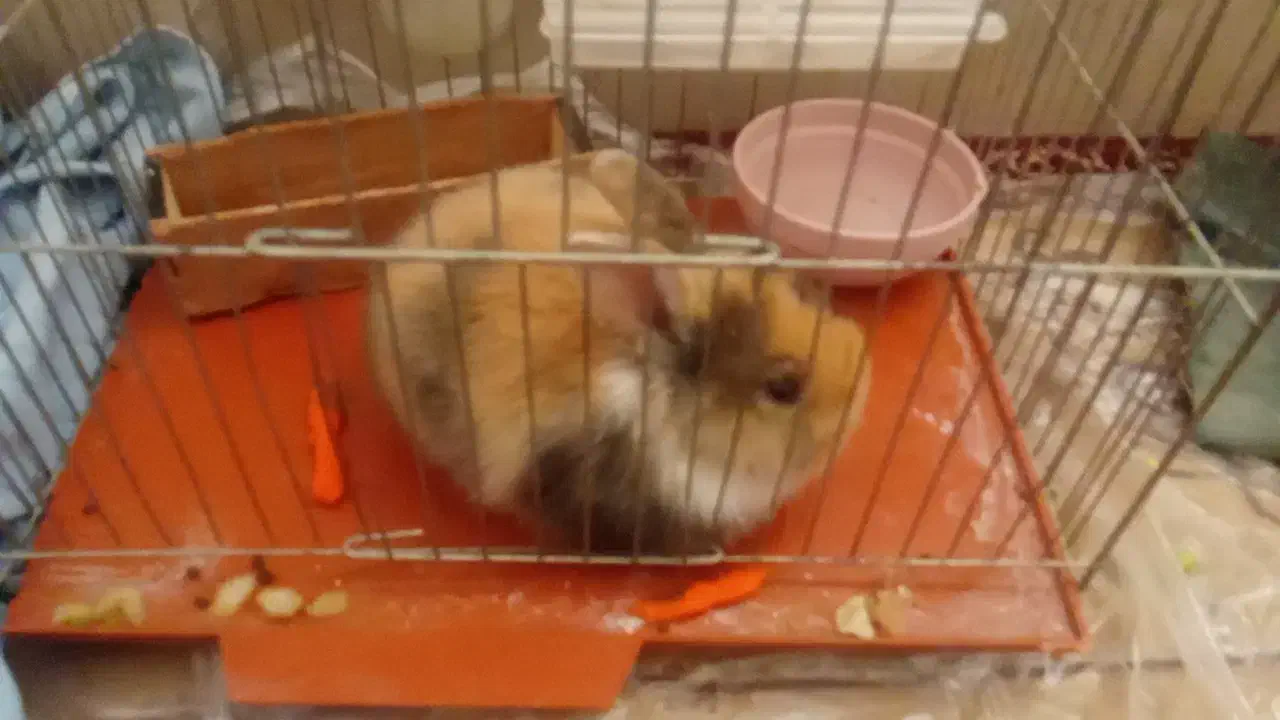 بچه خرگوش|موش و خرگوش|حاجی آباد, |دیوار