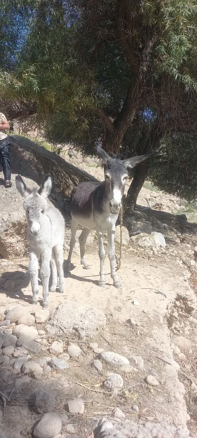 الاغ ماده با کره نر|حیوانات مزرعه|لردگان, |دیوار