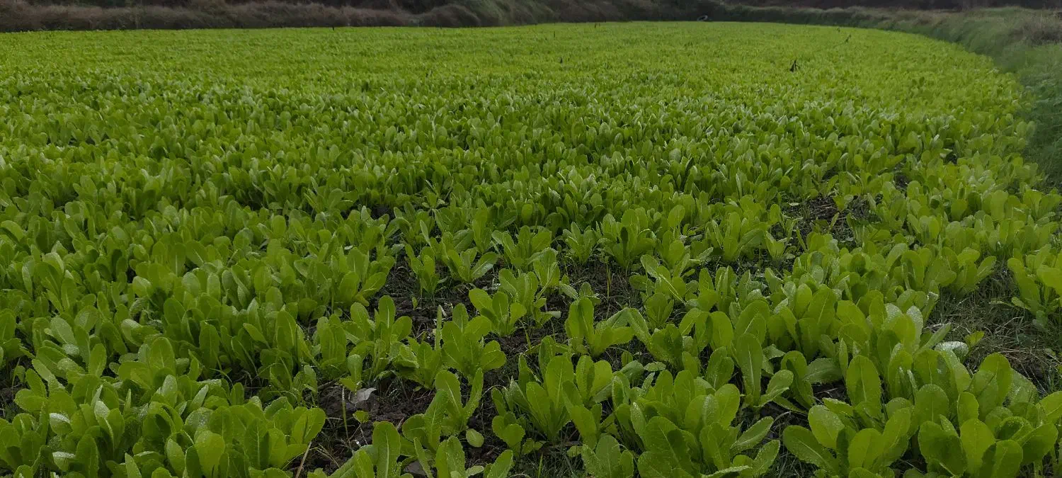 نشا کاهو (سرپیچ)|خدمات باغبانی و درختکاری|امامزاده عبدالله, |دیوار