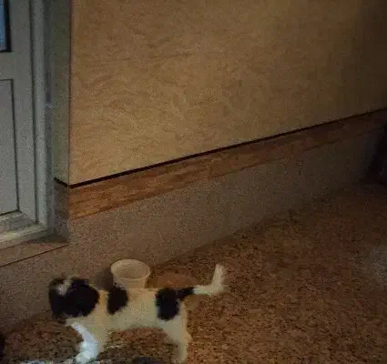 پاپی نر|سگ|خمینی‌شهر, |دیوار