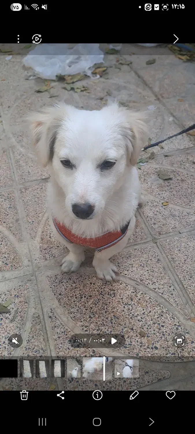 سگ پا کوتاه|سگ|شیراز, تندگویان|دیوار