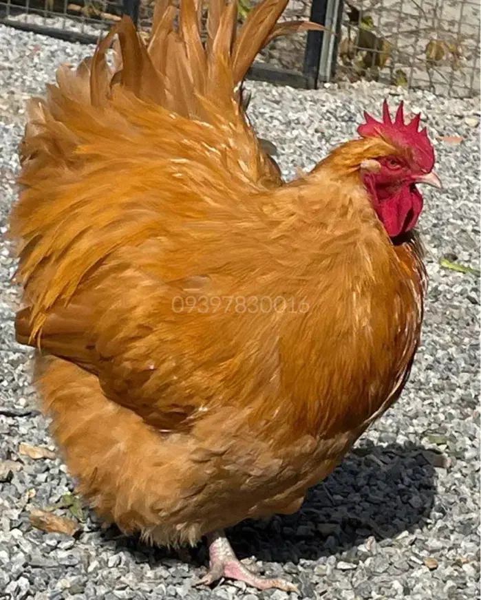 اورپینگتون نژاد سلطنتی|حیوانات مزرعه|تهران, آرژانتین|دیوار