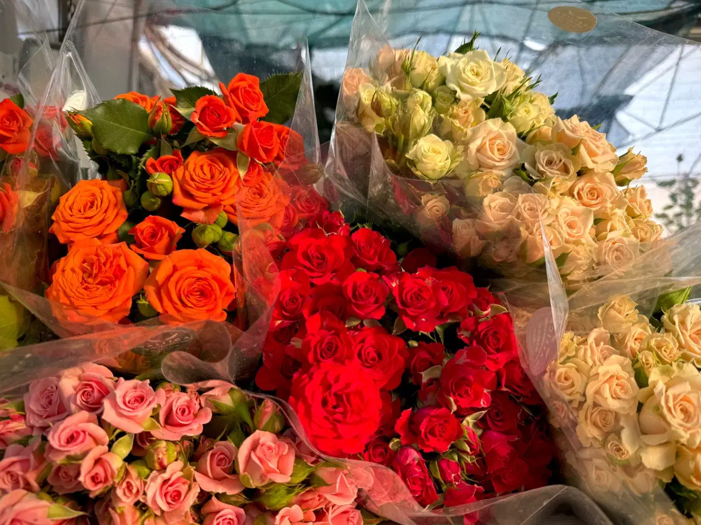 خانم جهت کار در گلخانه گل رز|استخدام صنعتی، فنی، مهندسی|گلبهار, نوبهار|دیوار