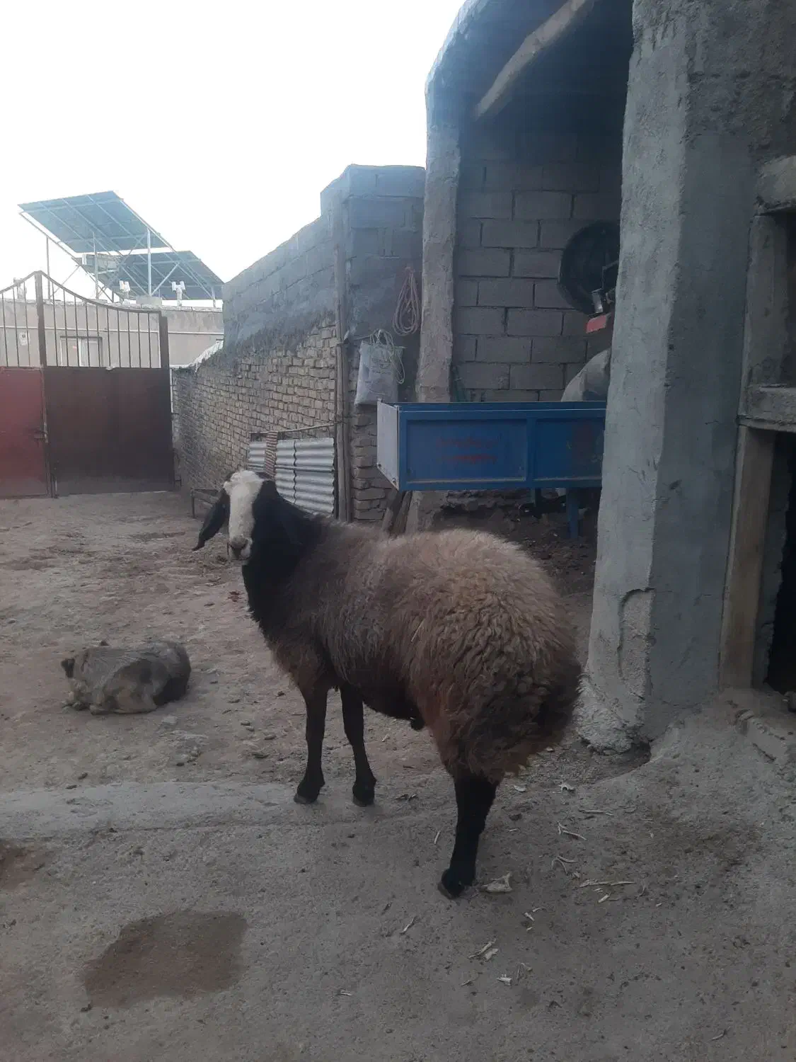 قوچ یا ورن شال|حیوانات مزرعه|گهواره, |دیوار