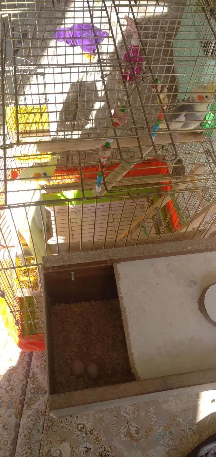 عروس هلندی جفت همراه تخم|پرنده|مهاباد (آذربایجان غربی), |دیوار