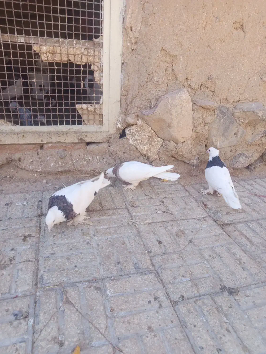 نر طوقی کاکلی|پرنده|درمیان, |دیوار