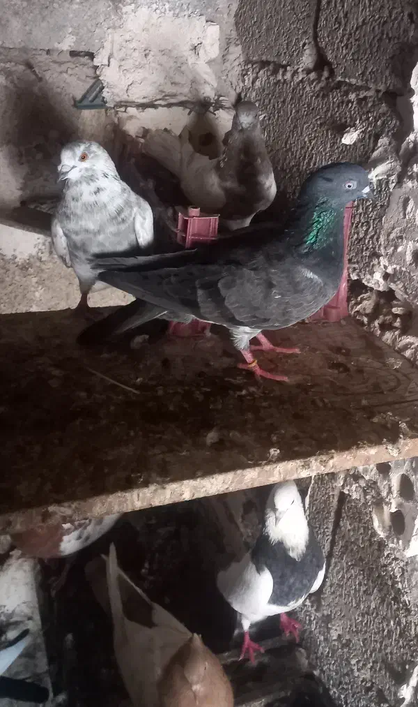 کله سبز|پرنده|خرمشهر, |دیوار