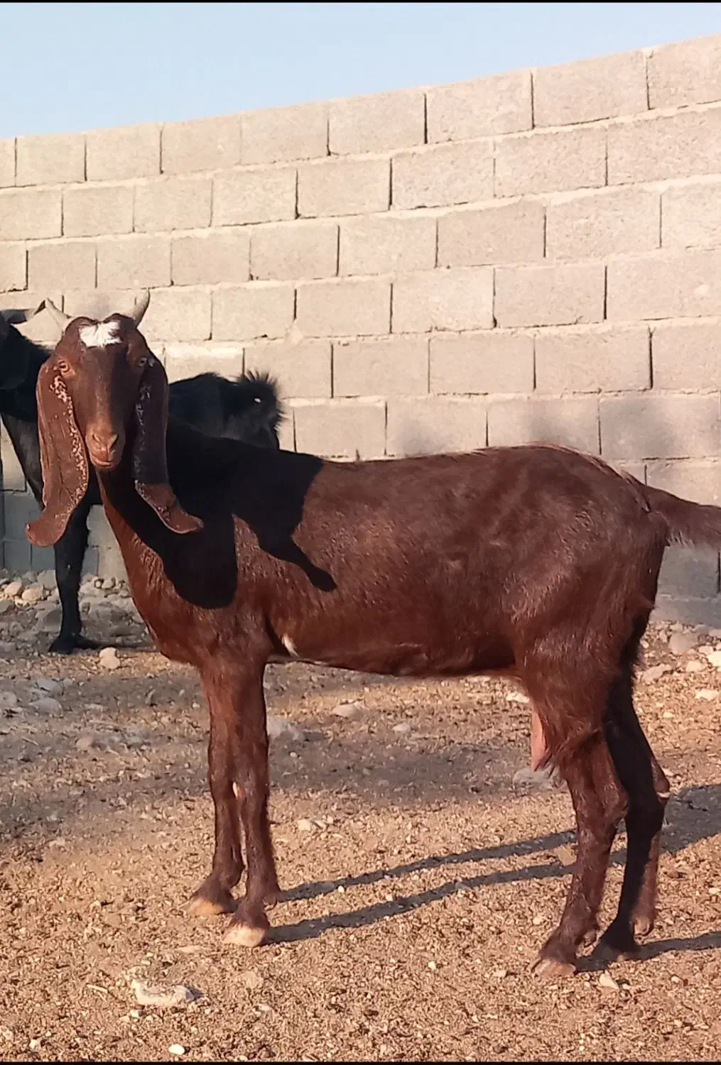 فروش بز وپازن در شهرستان جم|حیوانات مزرعه|جم, |دیوار
