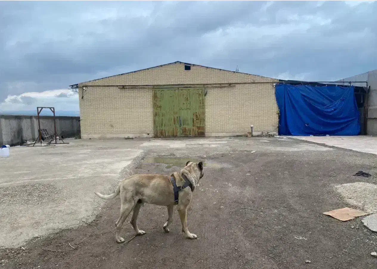 اجاره سوله /550متر|اجارهٔ دفتر صنعتی، کشاورزی، تجاری|نمین, |دیوار