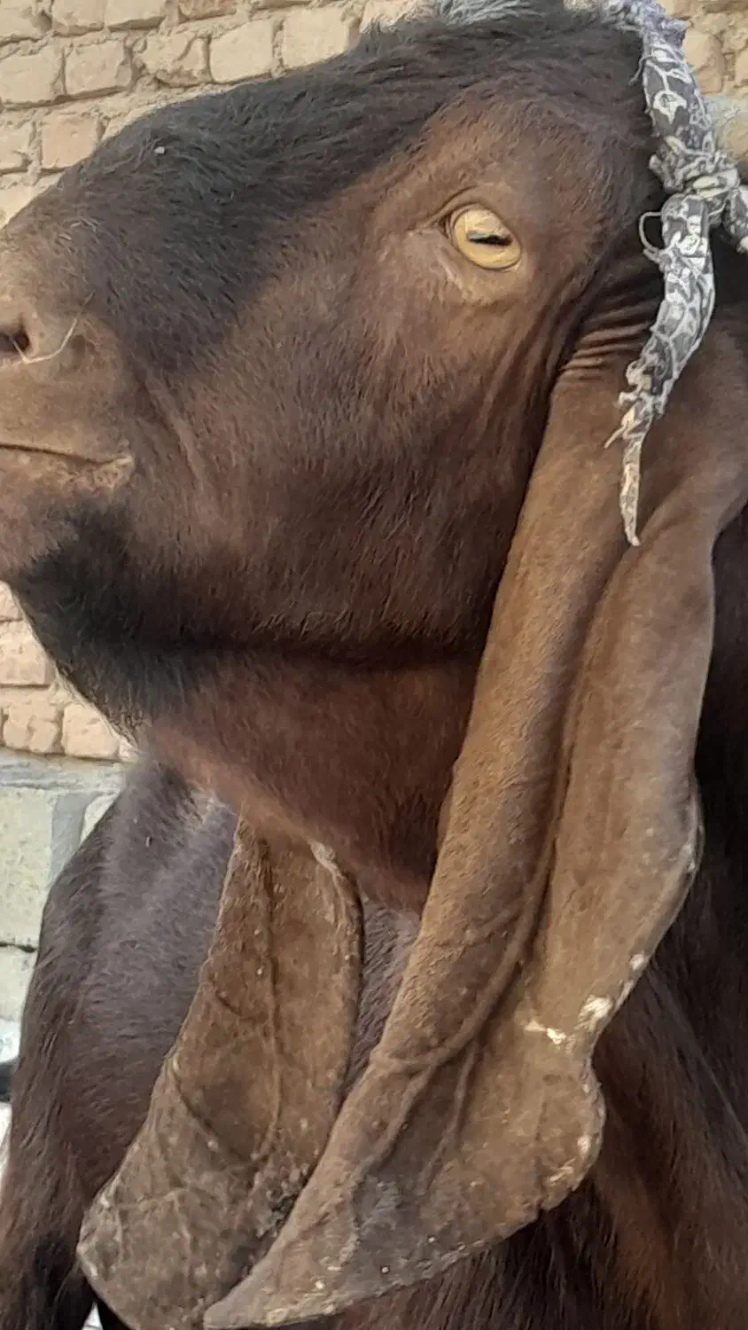 چبش پاکستانی|حیوانات مزرعه|نهبندان, |دیوار