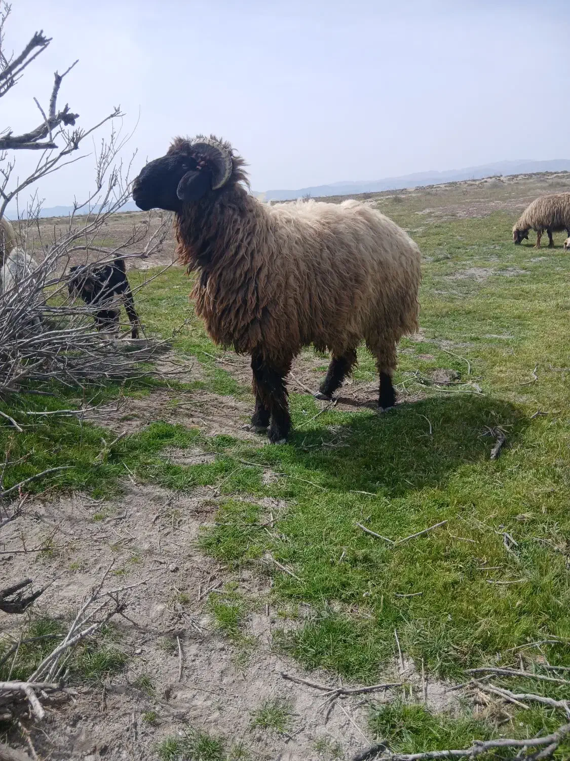 قوچ|حیوانات مزرعه|مرودشت, رامجرد یک|دیوار