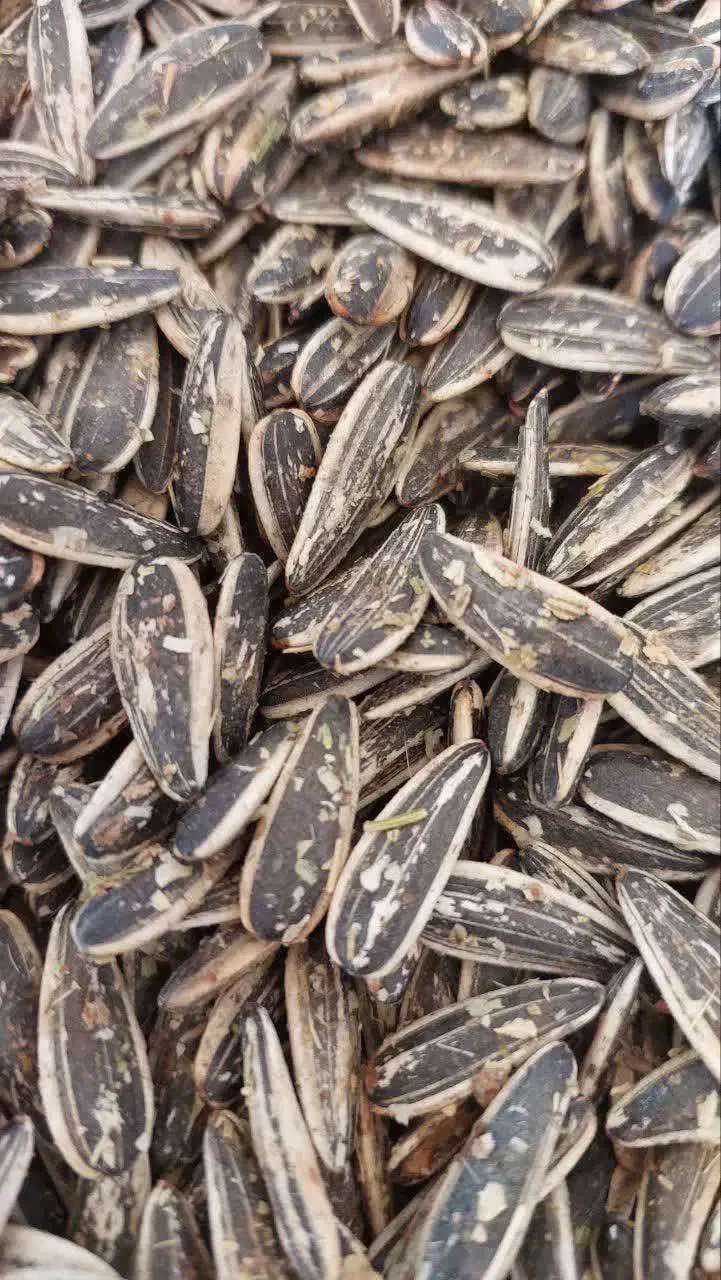 تخمه  و آجیل و پسته|خوردنی و آشامیدنی|ایرانشهر, |دیوار