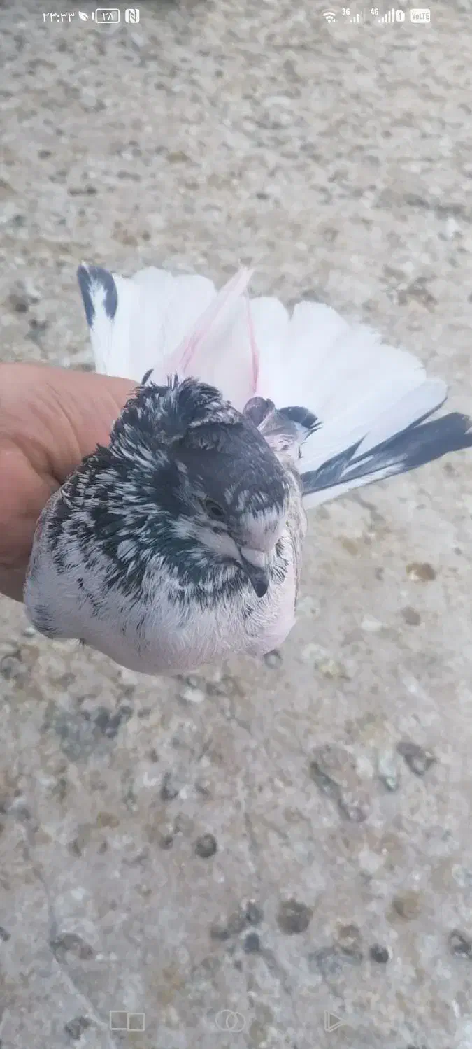 کفتر پرشی. بوربوری. پیس خال سرور. کلدار|پرنده|قم, علی آباد سعدگان|دیوار