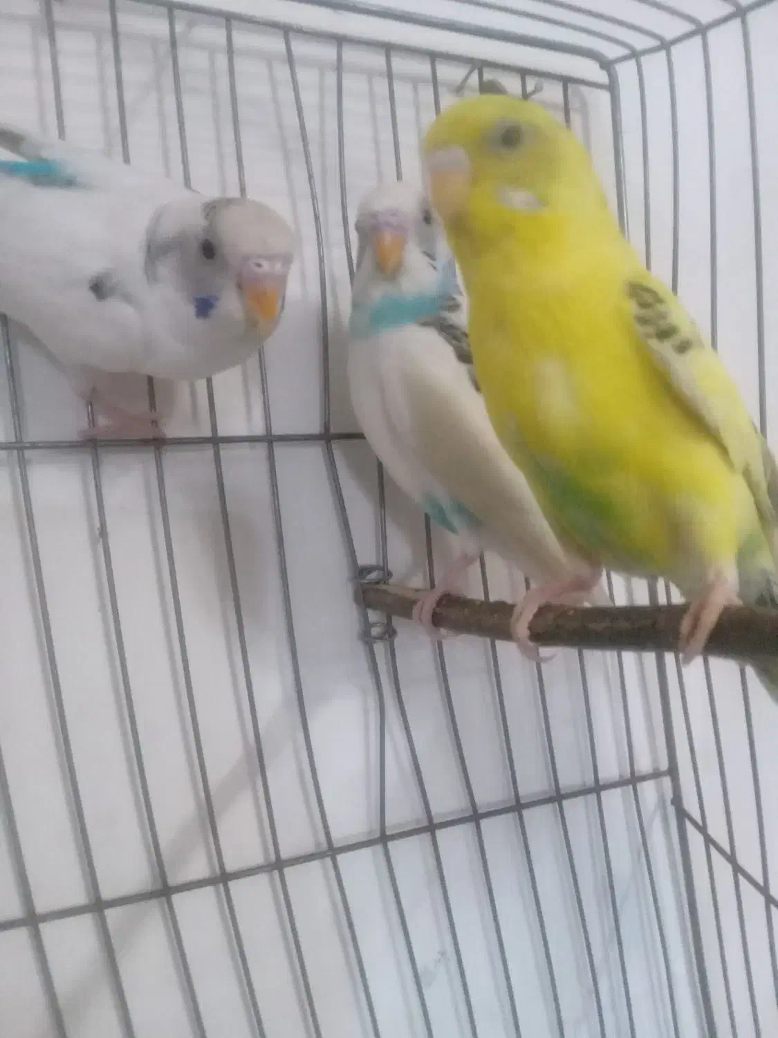 مرغ عشق|پرنده|قزوین, |دیوار