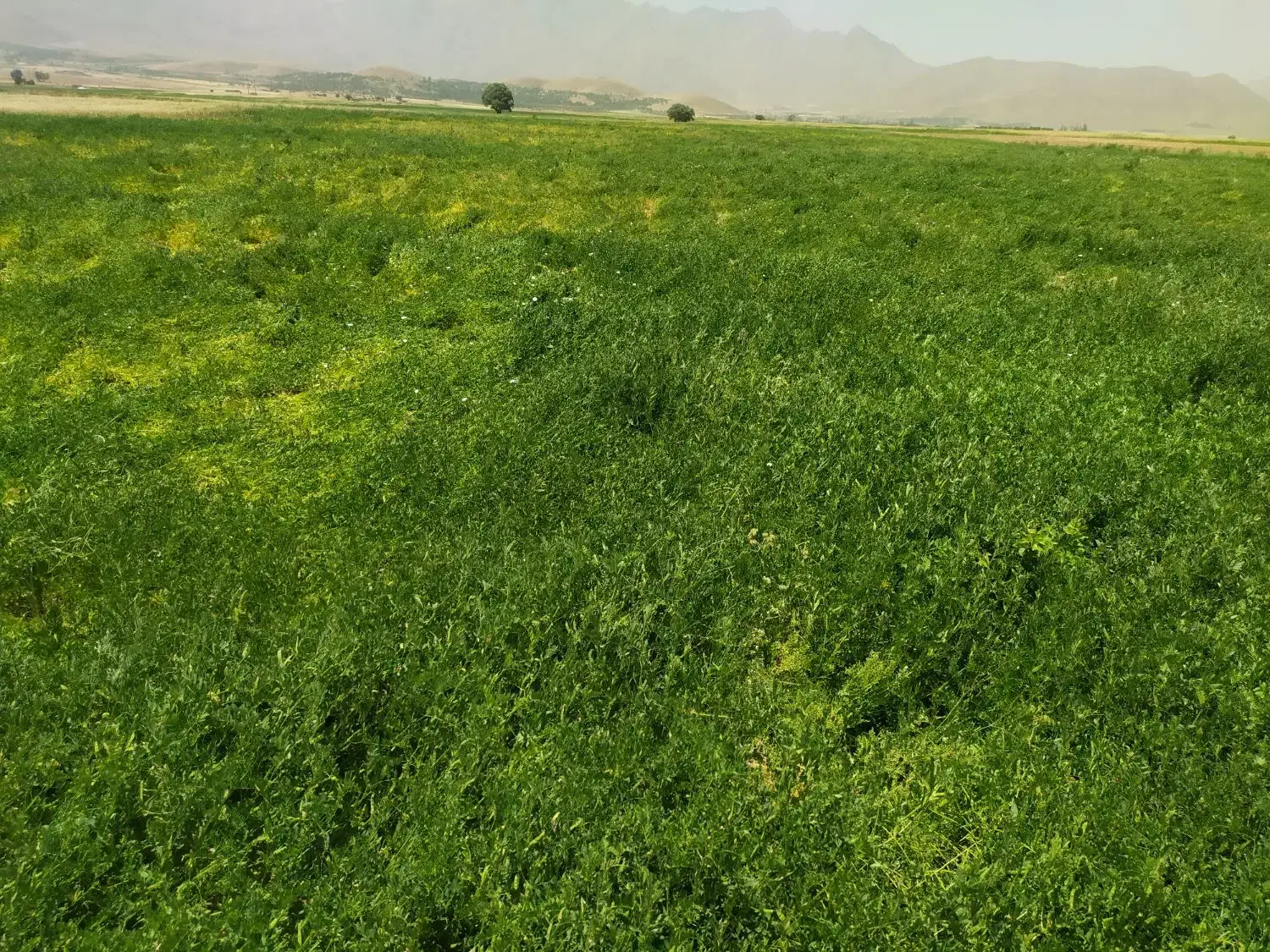 کاه ماشک(سبز)|حیوانات مزرعه|بوئین و میاندشت, |دیوار