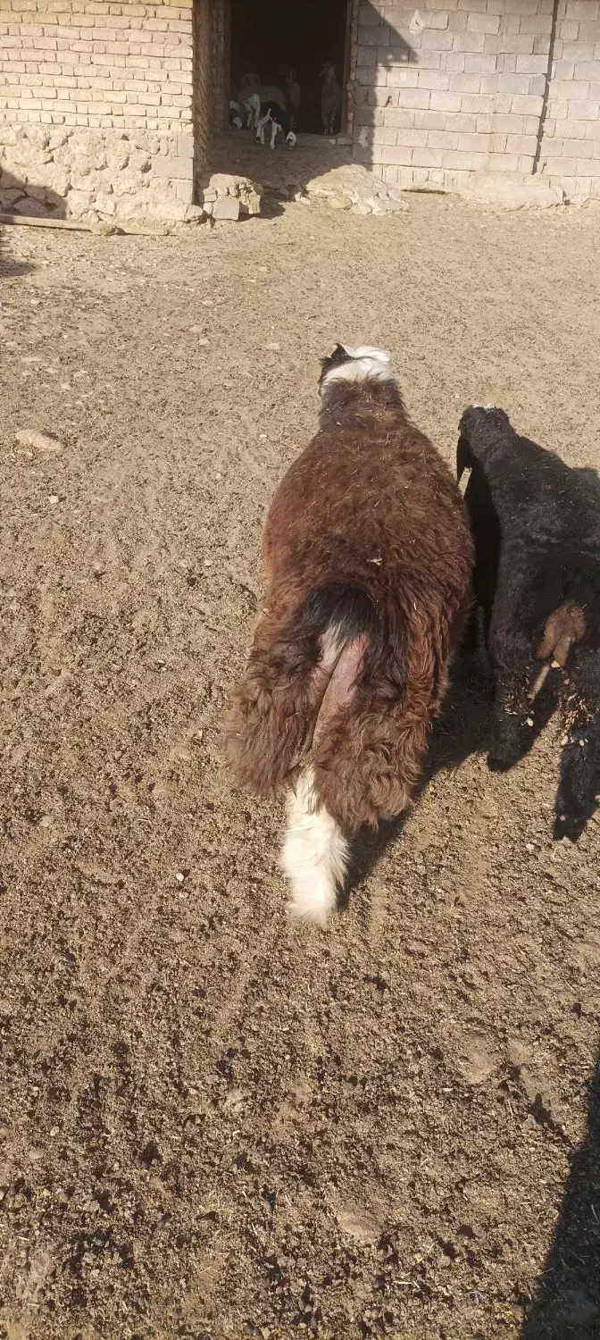 بره کهره چاق قصابی به شرط بالا زنی|حیوانات مزرعه|همایجان, |دیوار