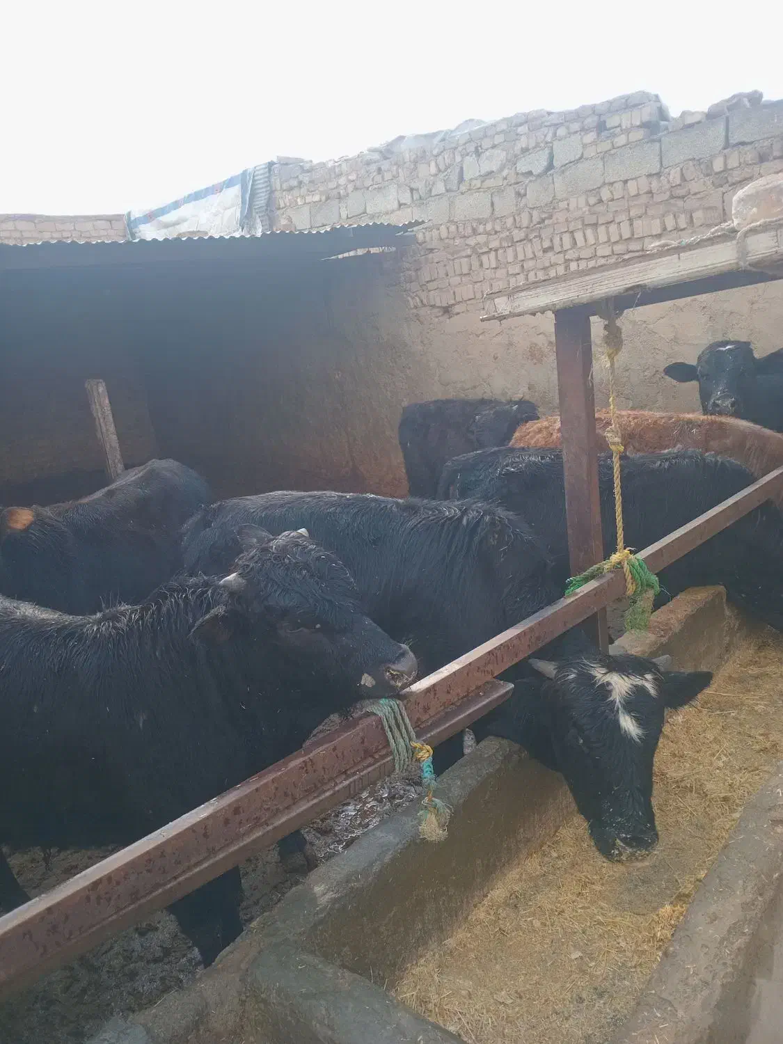 گاو چاق نر|حیوانات مزرعه|هشتگرد, هشتگرد قدیم|دیوار