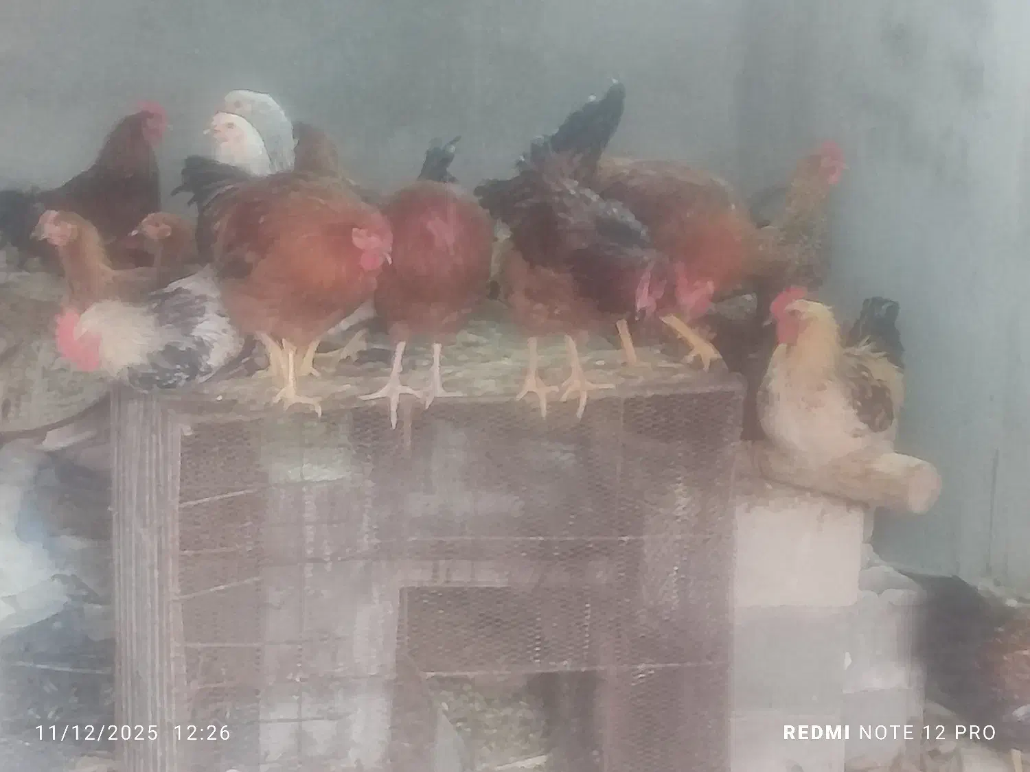 فروش جوجه خروس و مرغ محلی|حیوانات مزرعه|جهرم, |دیوار