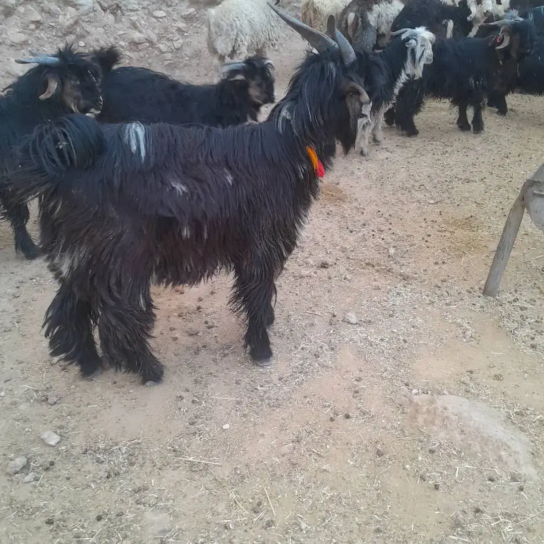 بیگ تخمی|حیوانات مزرعه|ایذه, |دیوار