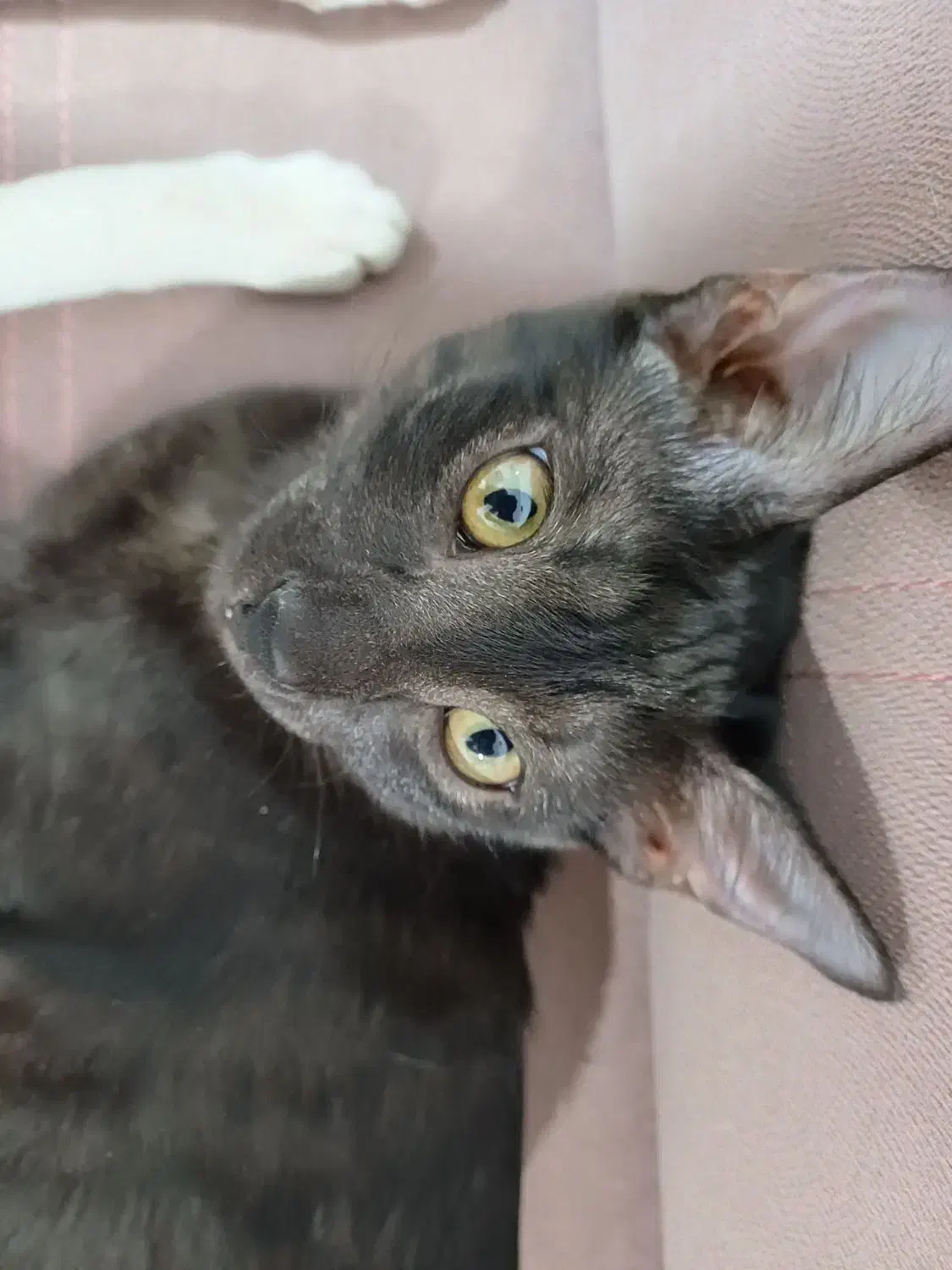 گربه ی ماده باهوش و ملوس|گربه|اهواز, لشکرآباد|دیوار