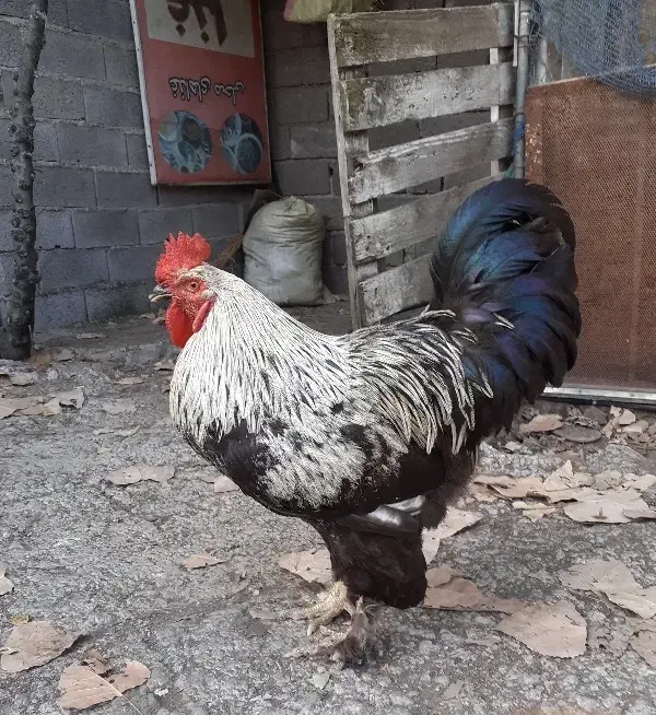 خروس برهما جوان|حیوانات مزرعه|لاهیجان, بوجایه|دیوار