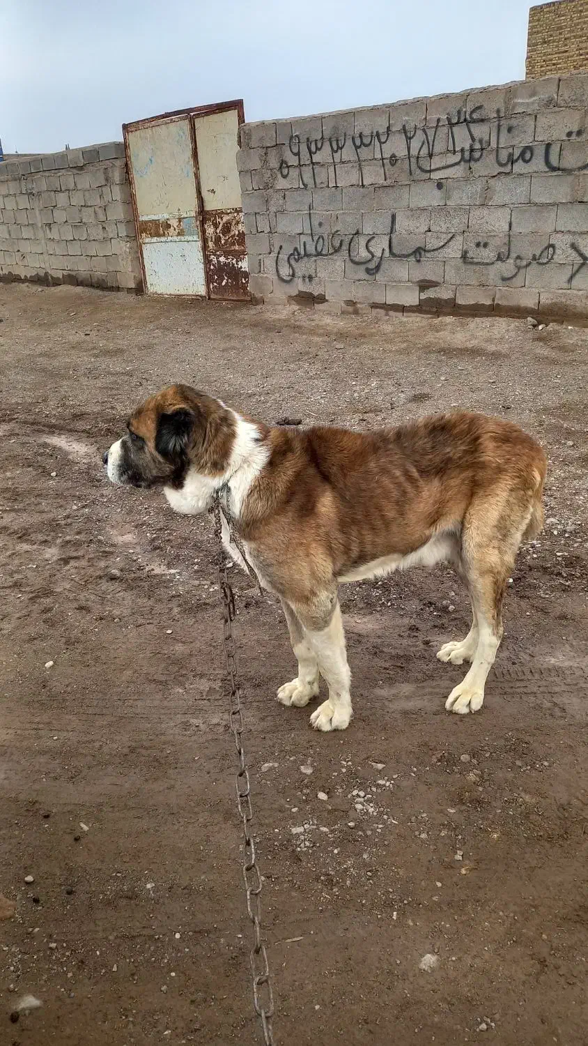 گمشده|حیوانات|تایباد, |دیوار