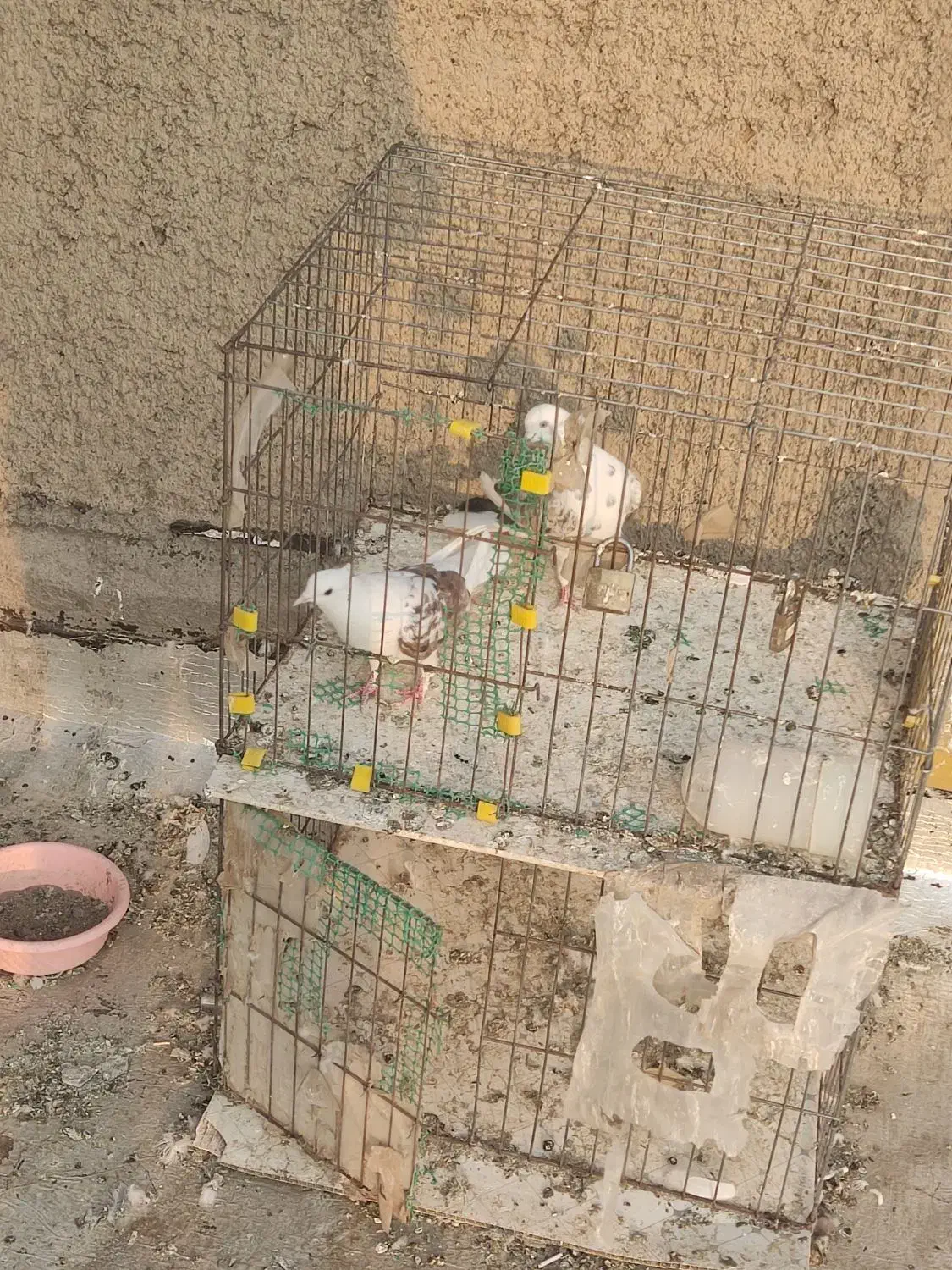 یک جفت کفتر نر و ماده دوکت سرور مهر|پرنده|سلفچگان, |دیوار