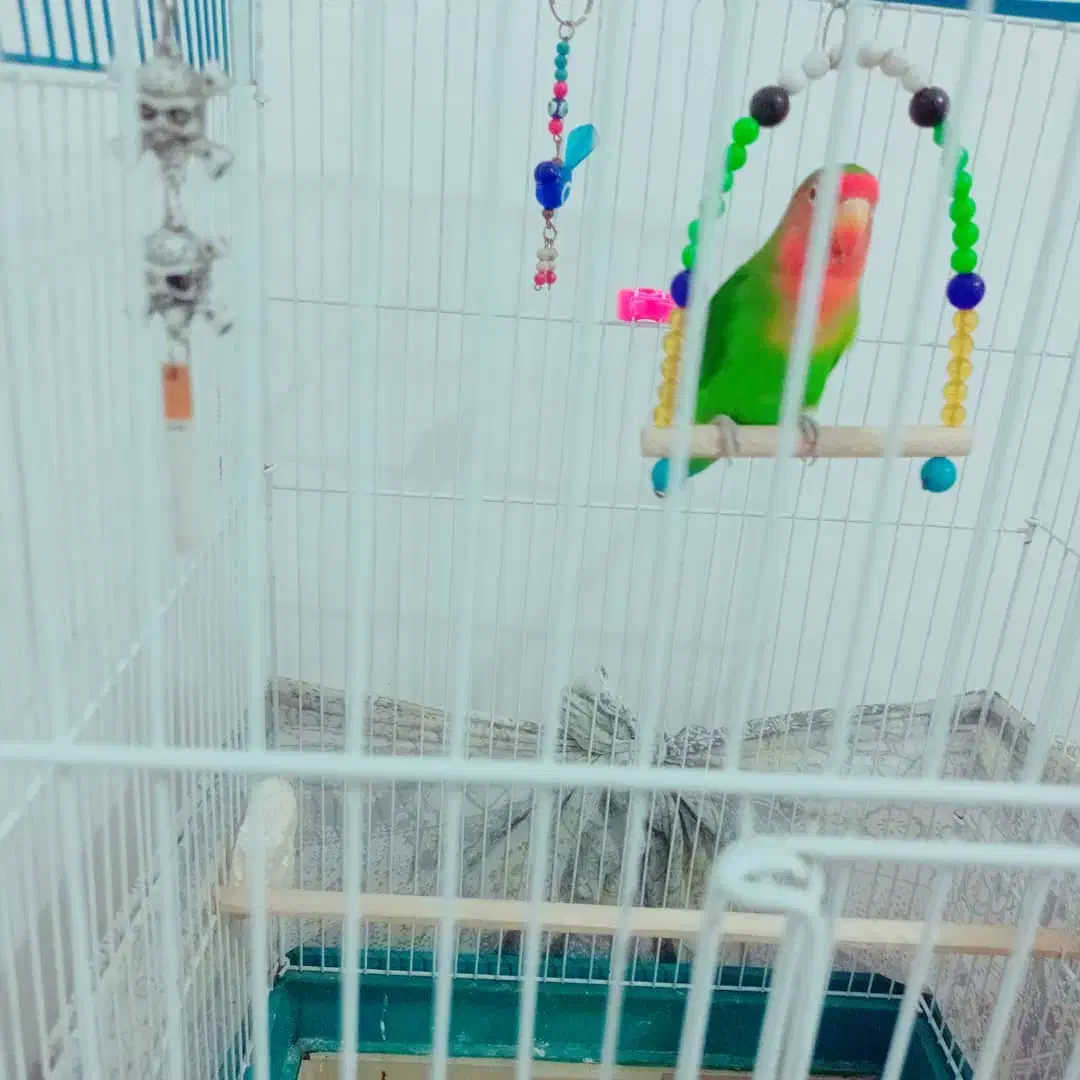 طوطی بزریلی همراه با قفس سالم و سلامت قیمت مناسب|پرنده|تهران, سهروردی|دیوار
