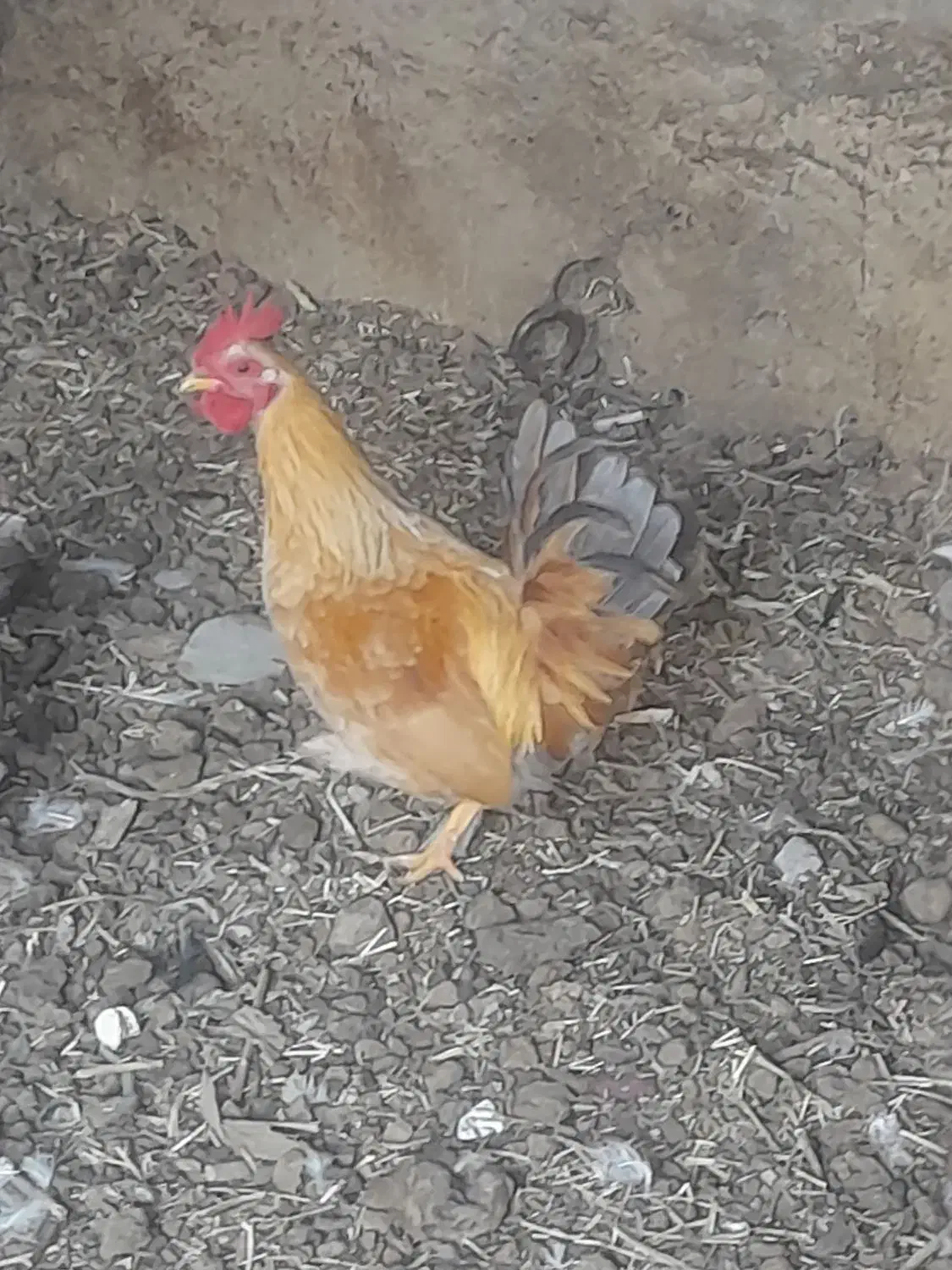 خروس و مرغ برهما کوچک|حیوانات مزرعه|خوی, |دیوار