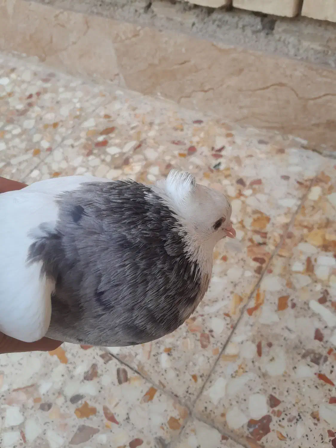 کبوتر|پرنده|باوی, |دیوار