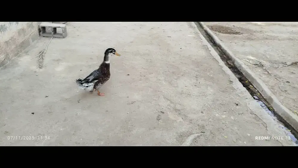 اوردک نر سرحال|حیوانات مزرعه|امیدیه, |دیوار