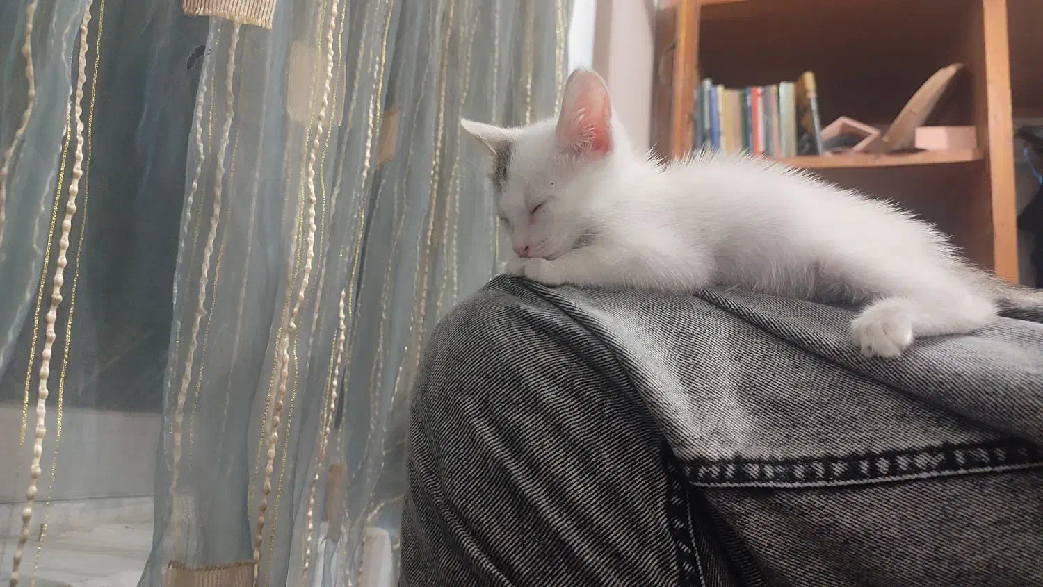 گمشده|حیوانات|بابلسر, |دیوار