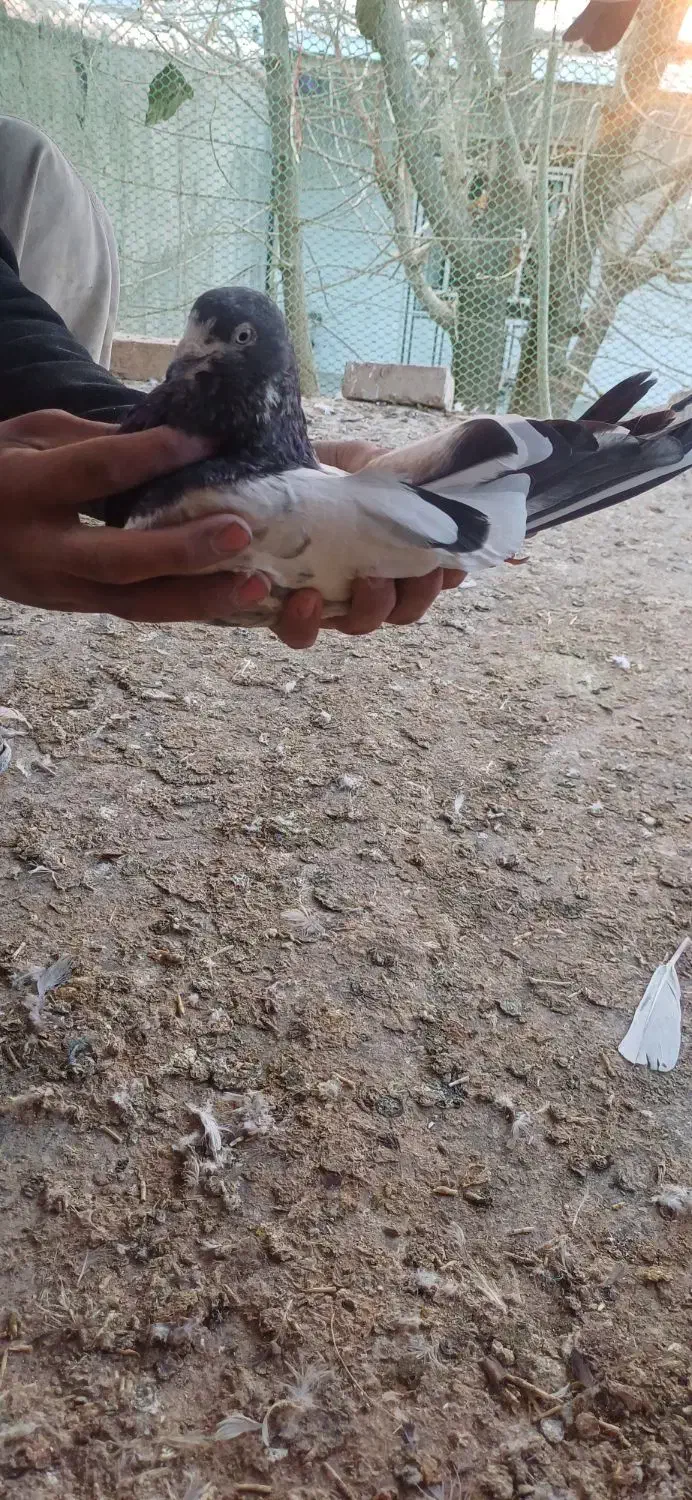 کبوتر|پرنده|کبودرآهنگ, |دیوار