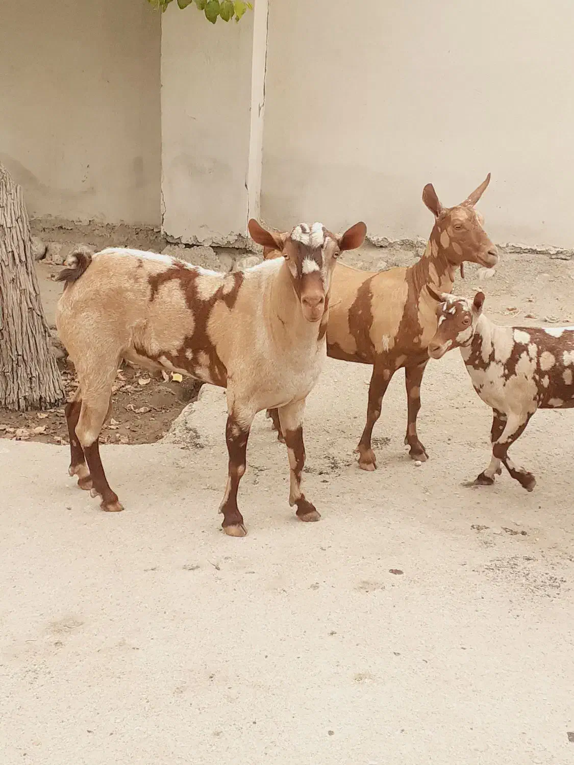 نری خطی اصل جنس|حیوانات مزرعه|بندرعباس, |دیوار