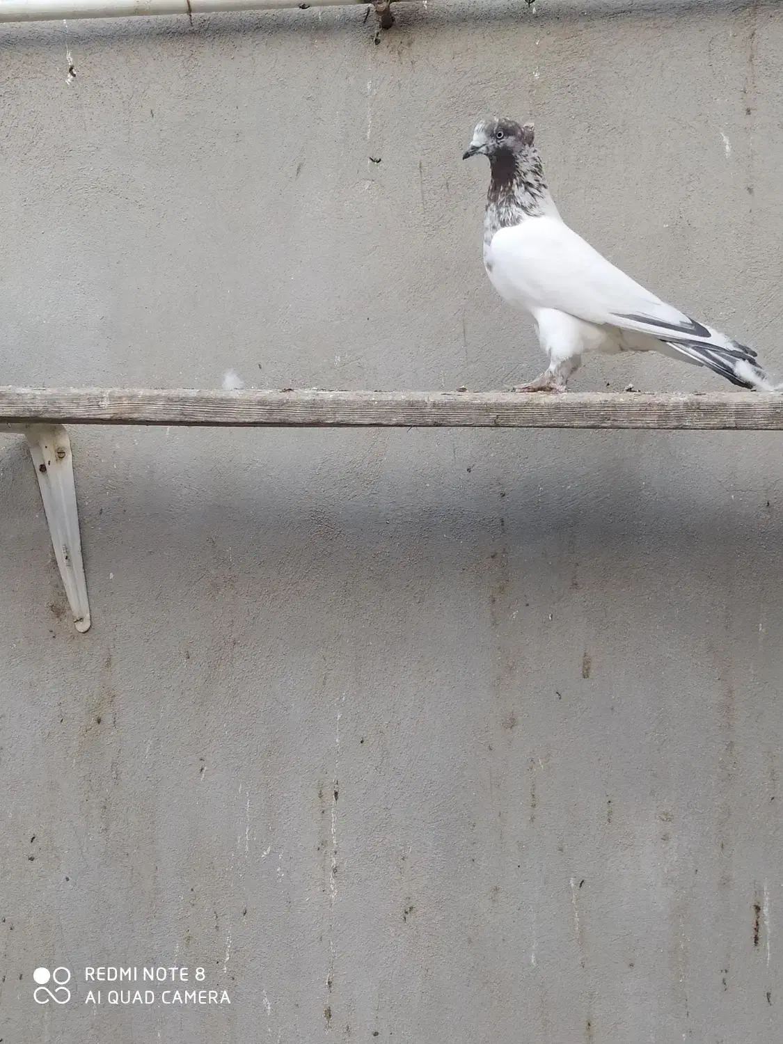 کبوتر پرشی|پرنده|قم, نخودی|دیوار