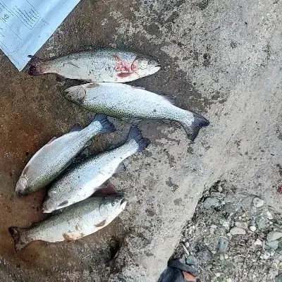 باغ پرورش ماهی|فروش دفتر صنعتی، کشاورزی، تجاری|انگوران, |دیوار