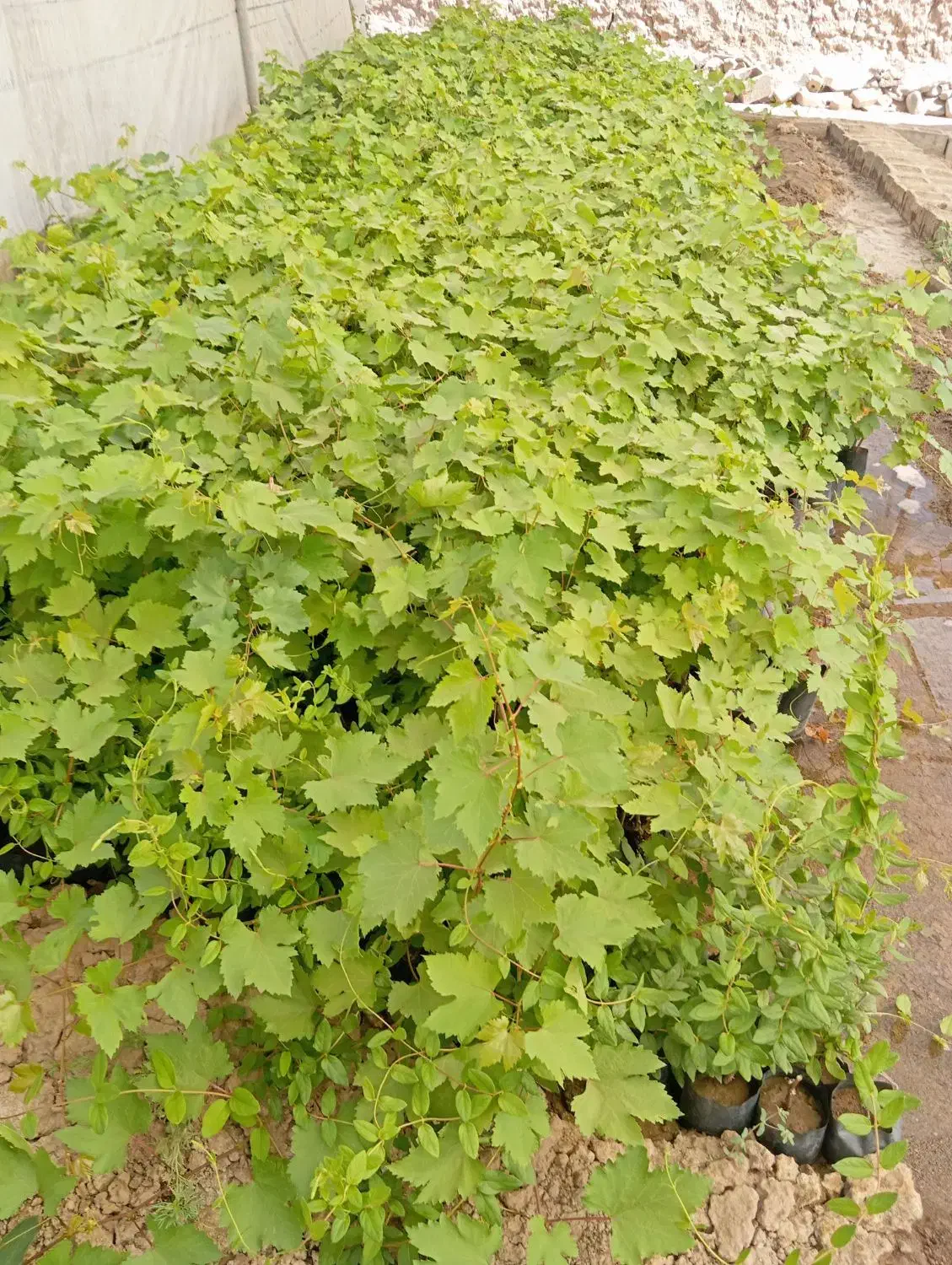 فروش نهال انگور ،یاس،گل محمدی و..|خدمات باغبانی و درختکاری|تربت‌حیدریه, چهارراه خواف|دیوار