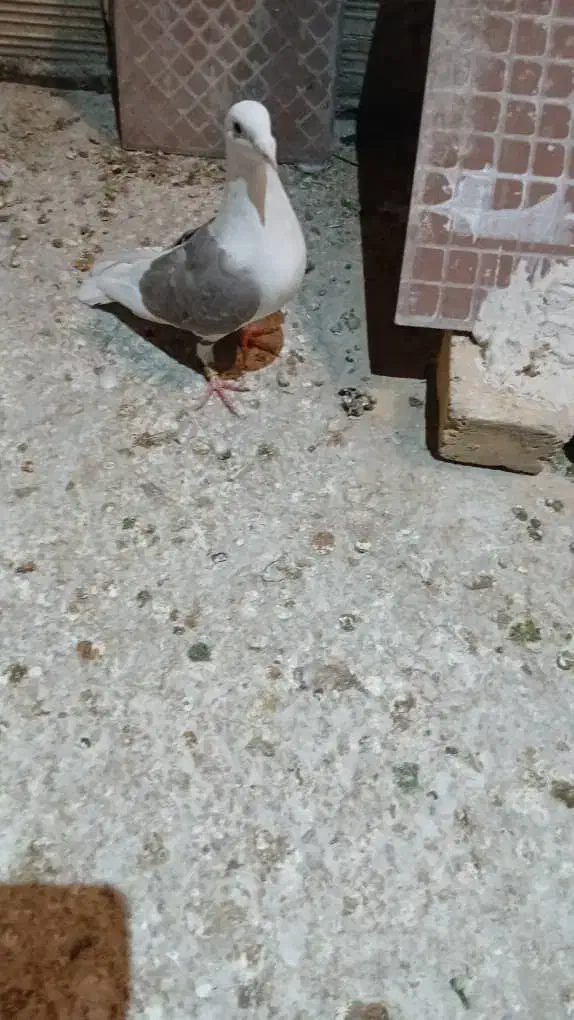 کبوتر پشتی|پرنده|شیراز, نصر|دیوار