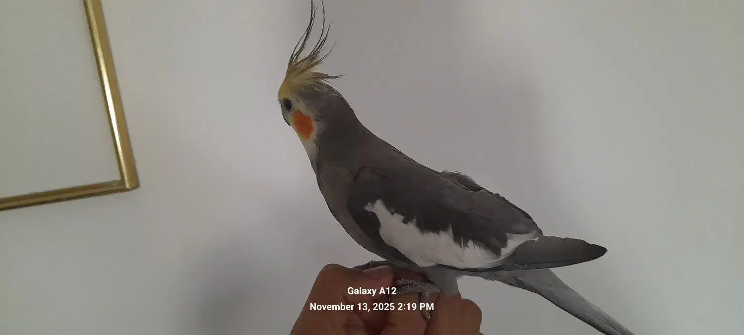 عروس هلندی  طوطی|پرنده|رودهن, |دیوار