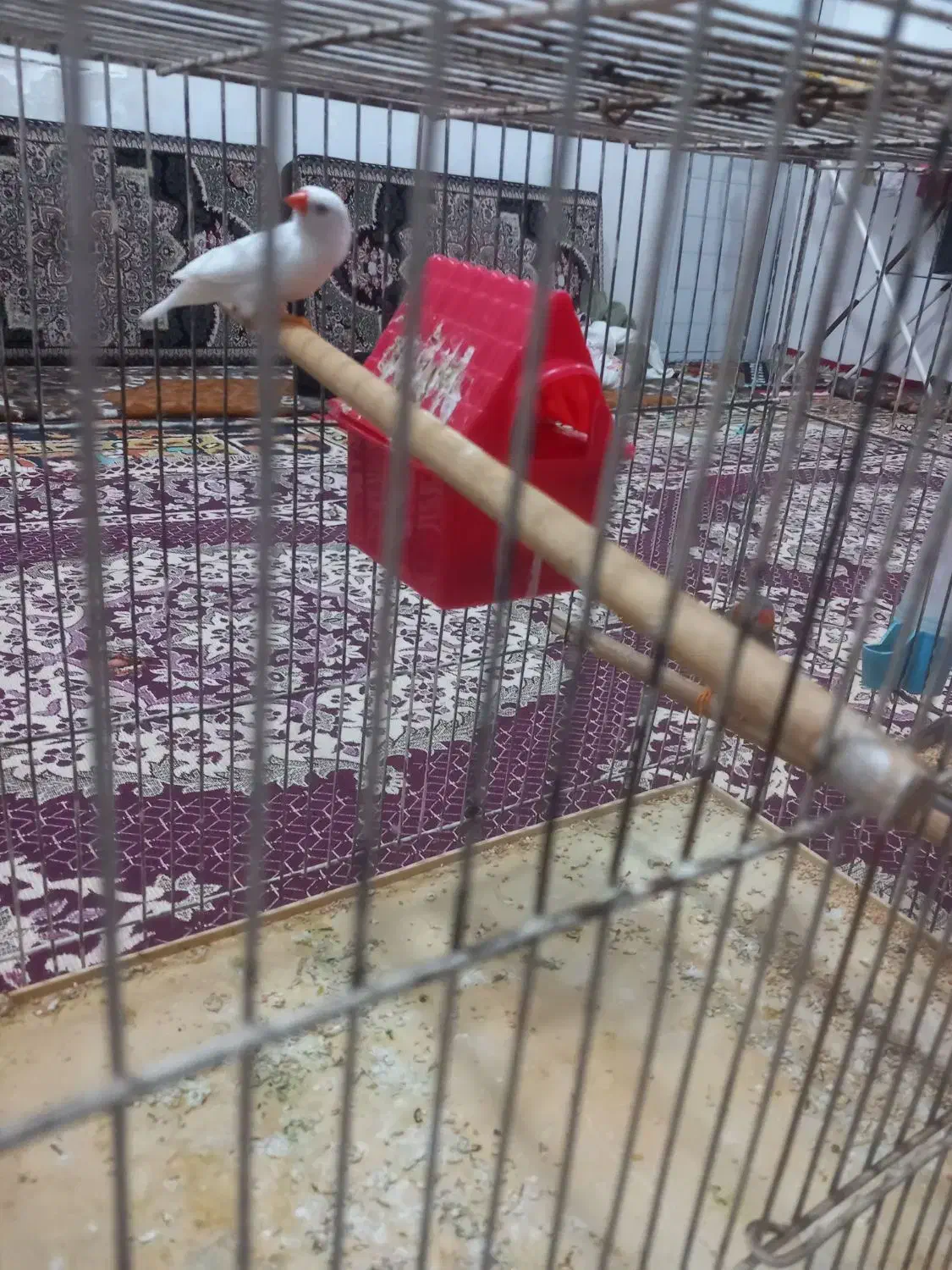 یک جفت فنج|پرنده|تبریز, |دیوار