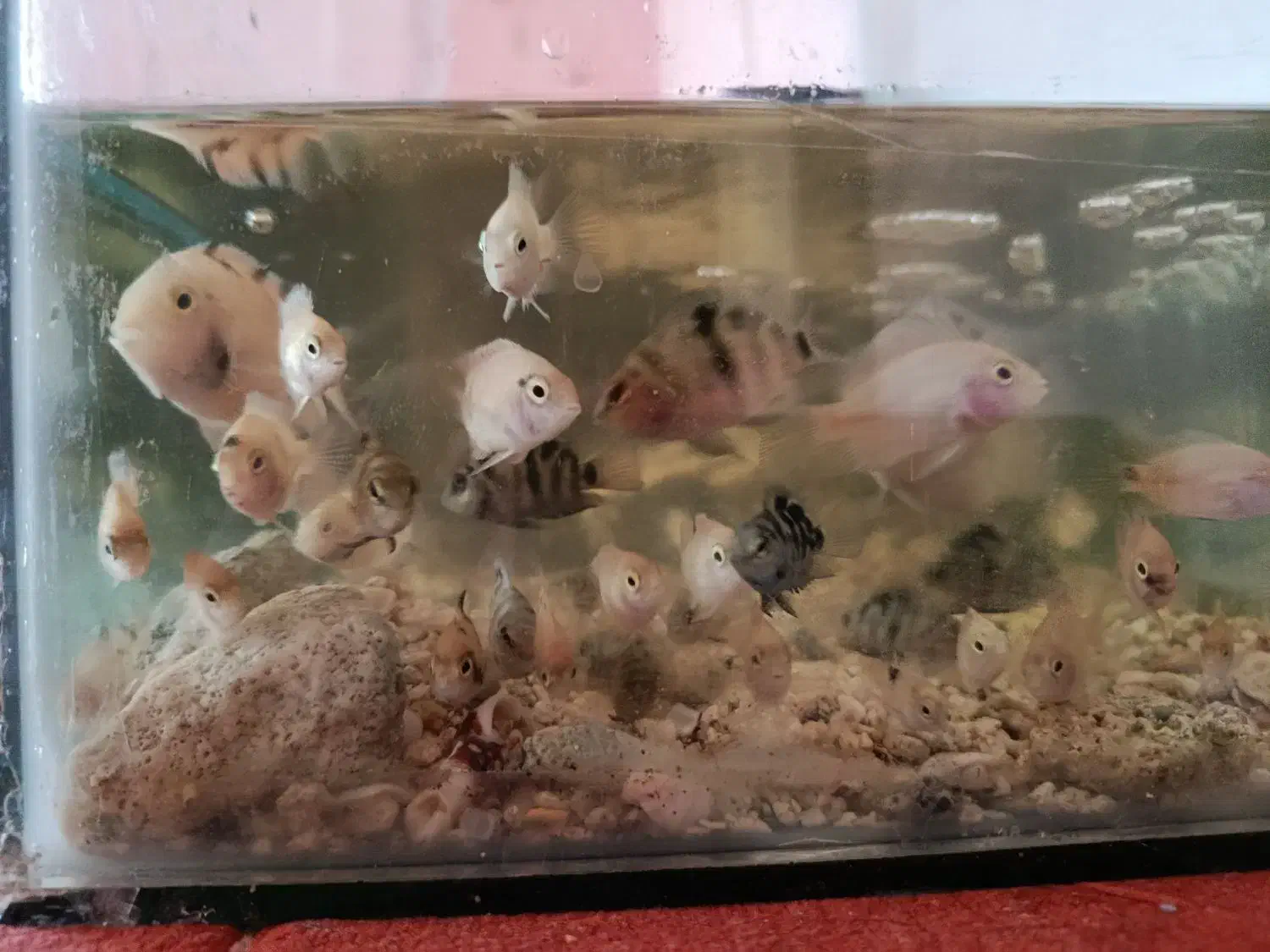 سیچلاید ماهی|ماهی|تربت‌حیدریه, مسجد جامع|دیوار