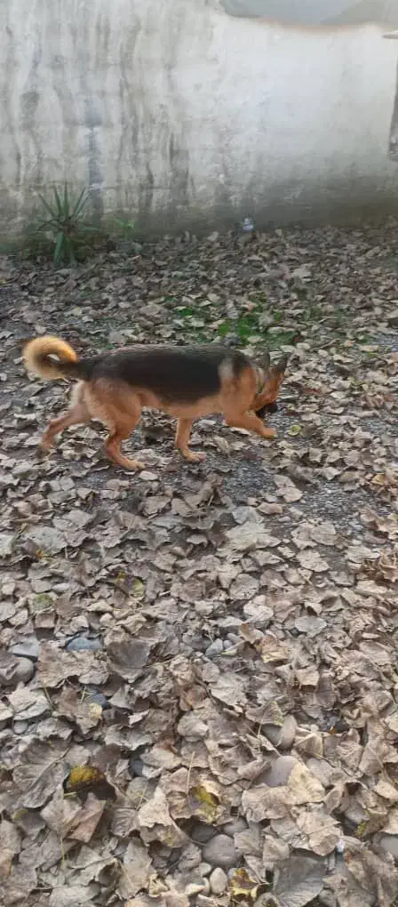 ژرمن شپهرد فول اموزش نگهبان|سگ|بندر انزلی, دهکده ساحلی|دیوار