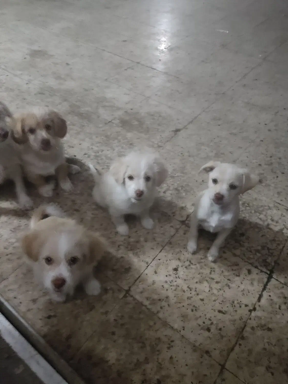 حیوانت خونه ای|سگ|بهبهان, |دیوار