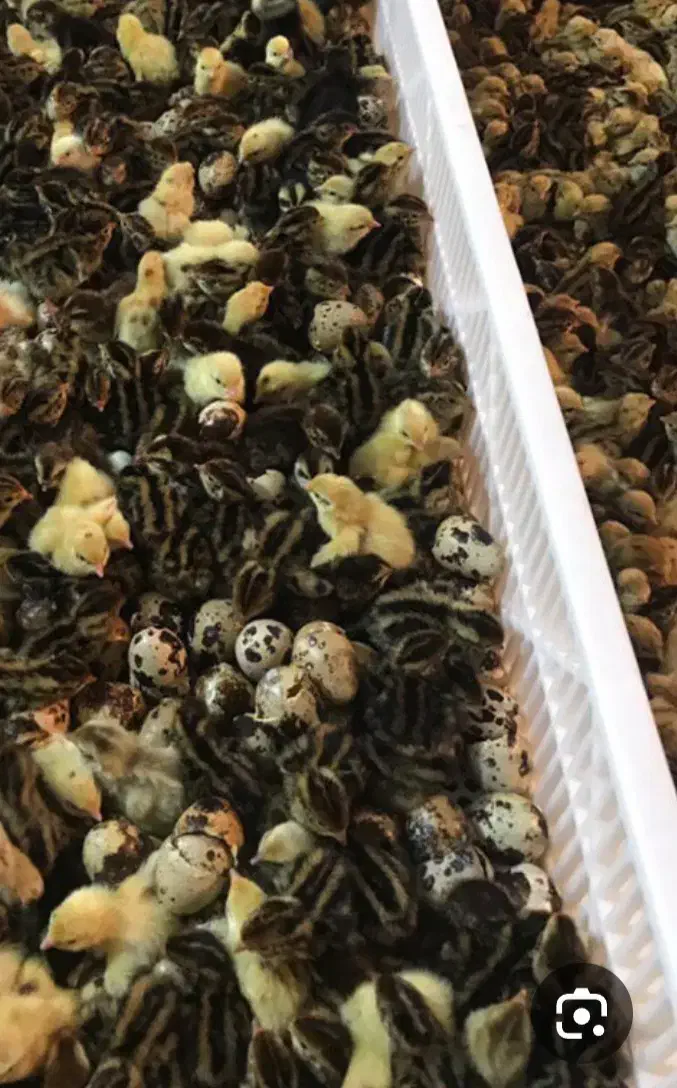 فروش جوجه یک روزه بلدرچین نژاد ویژه|حیوانات مزرعه|شیراز, جانبازان|دیوار