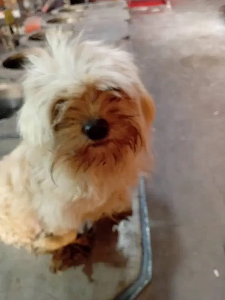 صگ نژاد دار|سگ|پاکدشت, پاکدشت (مامازند)|دیوار