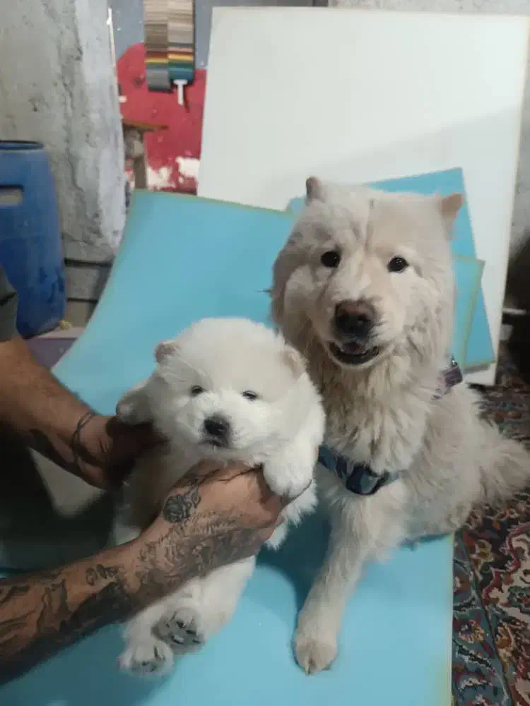 توله چاوچاو|سگ|احمدآبادمستوفی, |دیوار