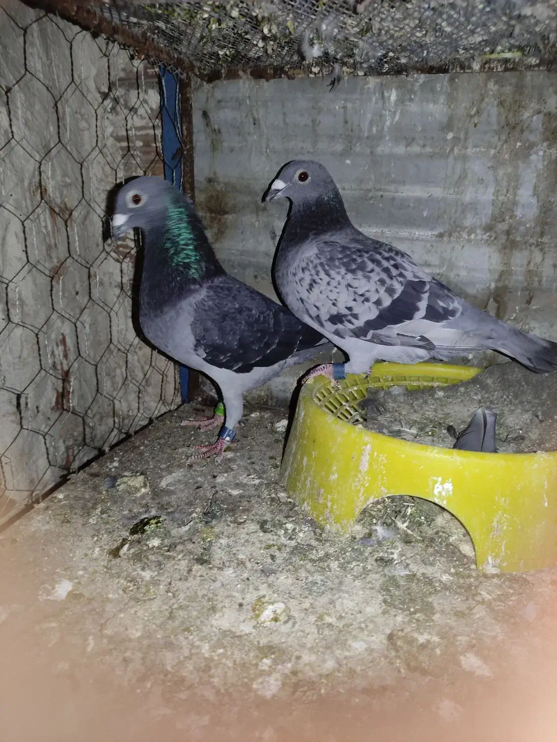 کفتر مسافتی|پرنده|گنبد کاووس, |دیوار