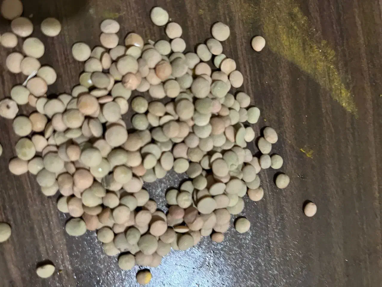 عدس روس|خوردنی و آشامیدنی|تهران, اتابک|دیوار