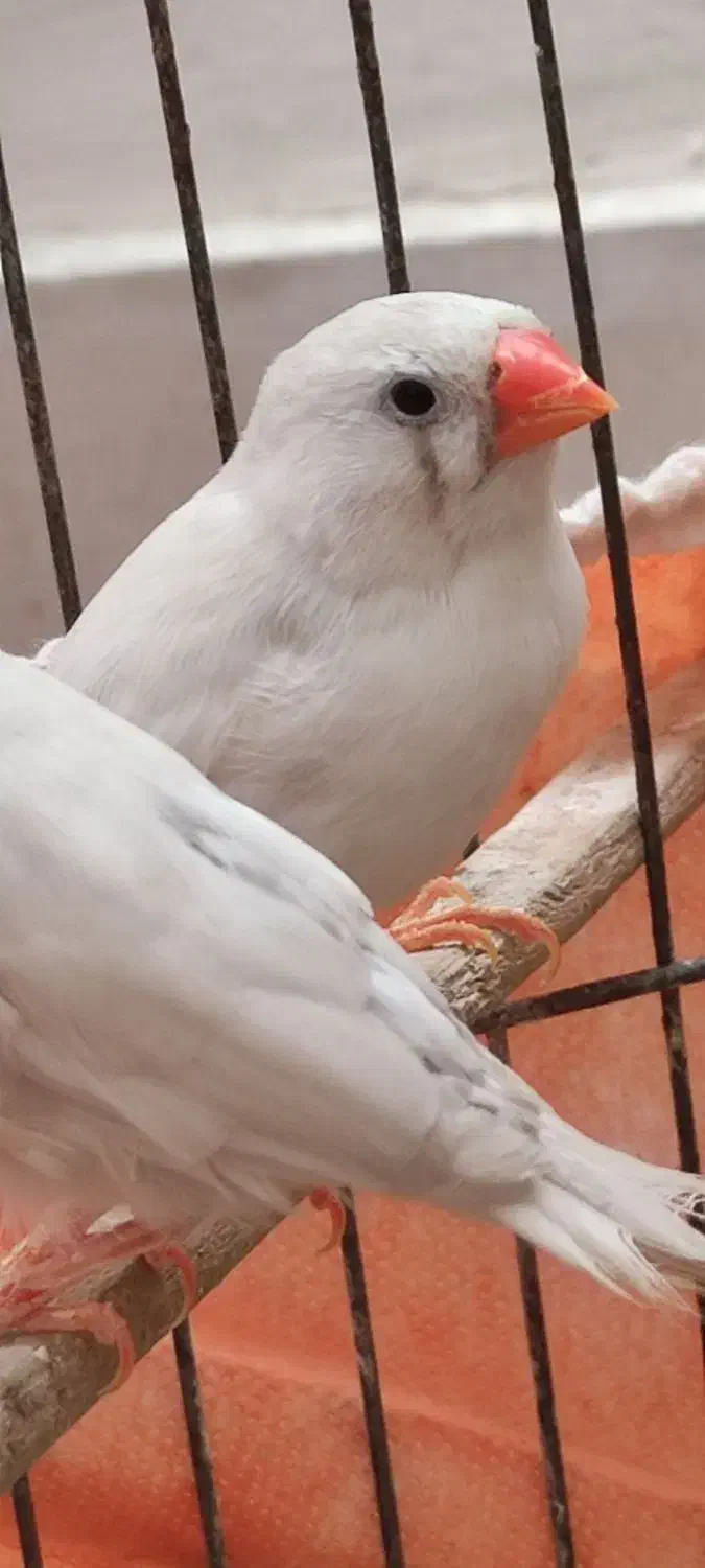 یک جفت فنچ بالغ سالم همراه با تخم|پرنده|کرمانشاه, |دیوار