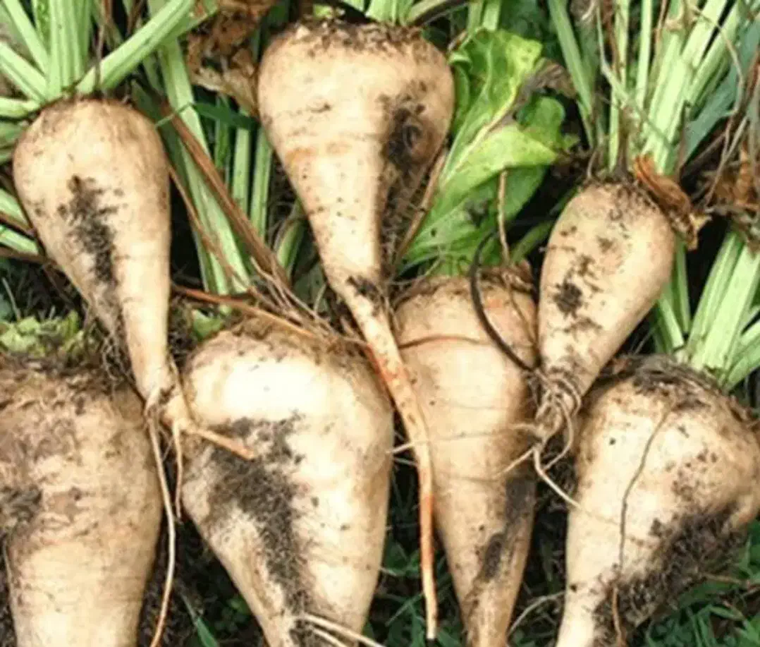 چغندر|حیوانات مزرعه|پلدشت, |دیوار